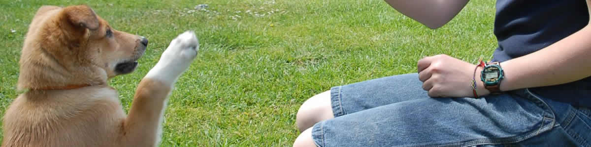 Dog Training-pet for sale in grovecity