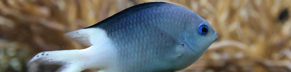 Fish Supplies-pet for sale in grovecity
