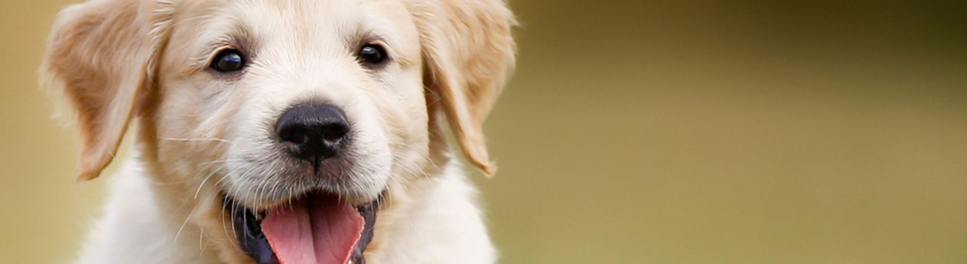 pet for sale in grovecity