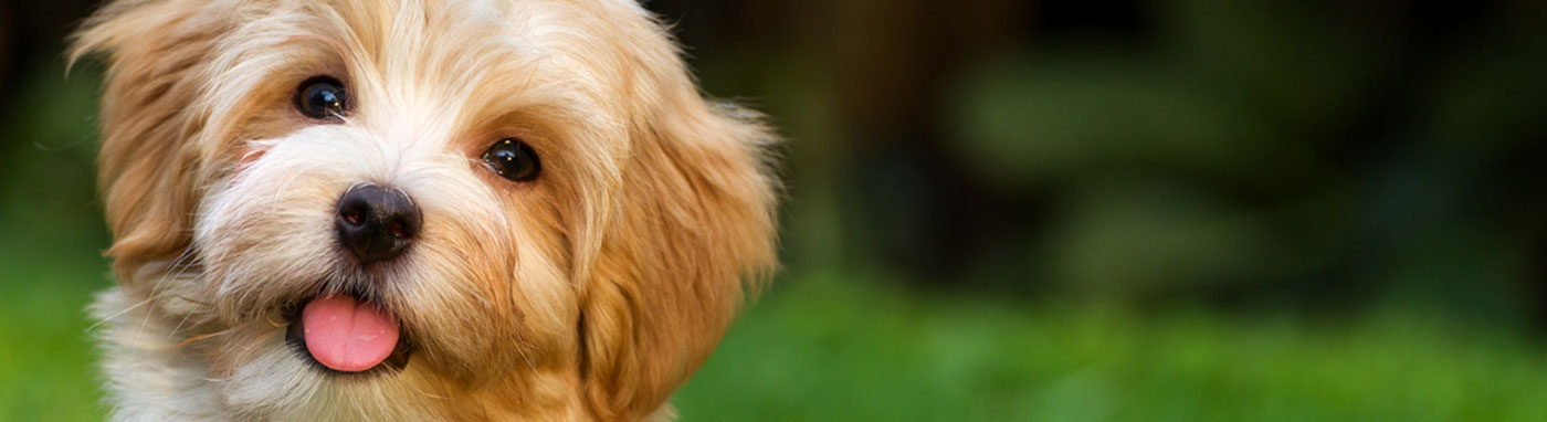 pet for sale in grovecity