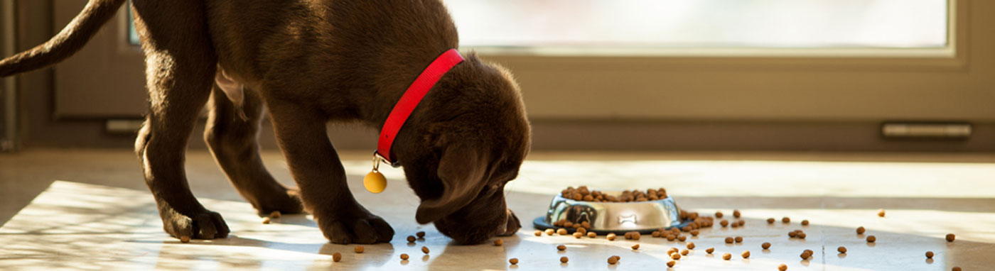 Nutrition-pet for sale in grovecity