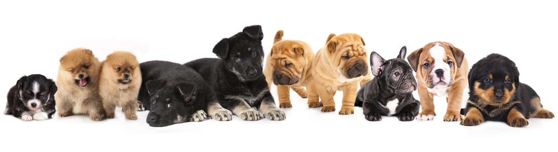 puppies for sale