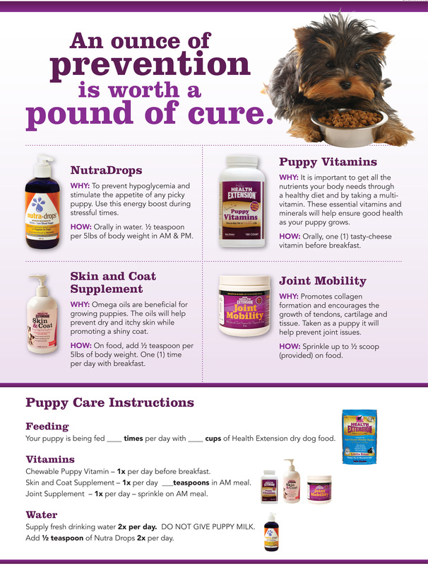 puppy for sale flyer