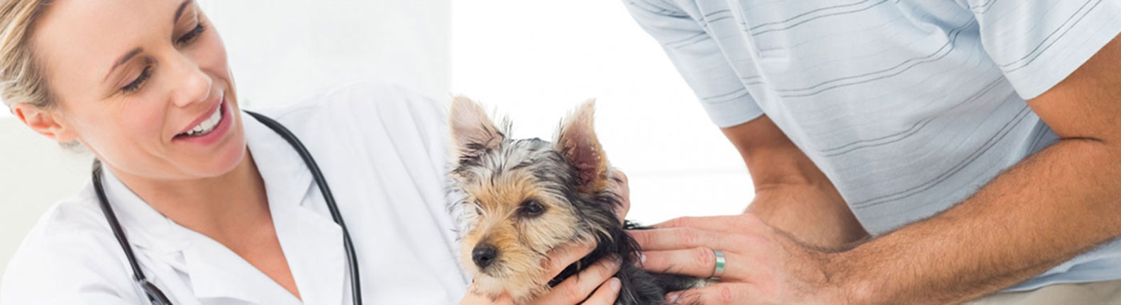Our Veterinarian-pet for sale in grovecity