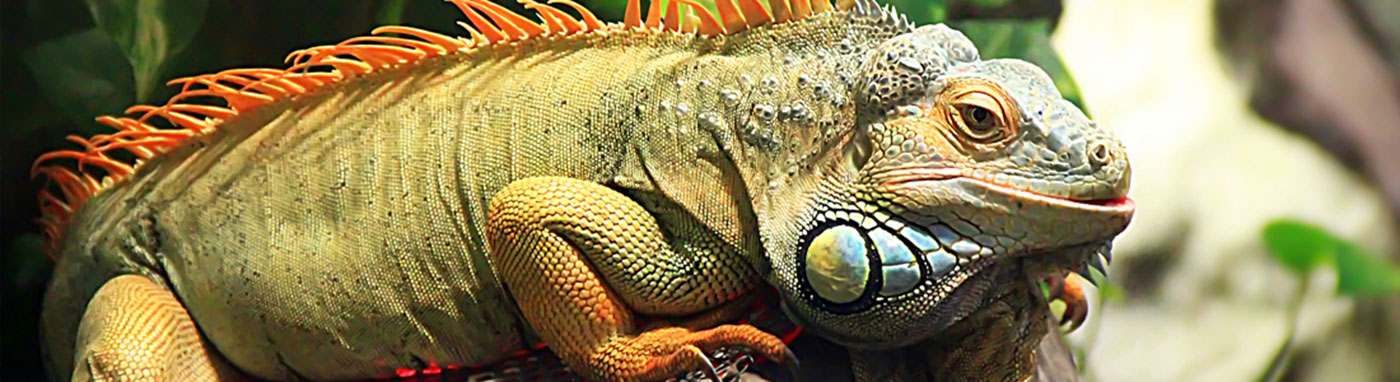 Reptiles-pet for sale in grovecity