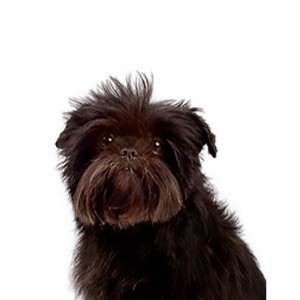 Affenpinscher