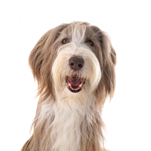 Bearded Collie