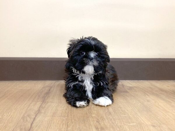 Shih Tzu DOG Female BRDL 653 Petland Grove City & Columbus, Ohio