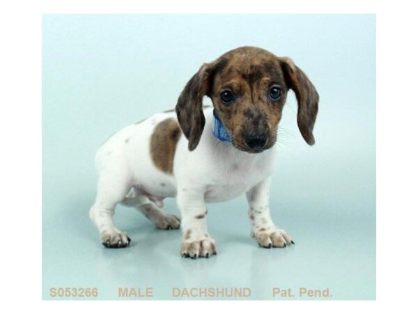 Dachshund DOG Male CHLT & TN:DBL DPL 659 Petland Grove City & Columbus, Ohio