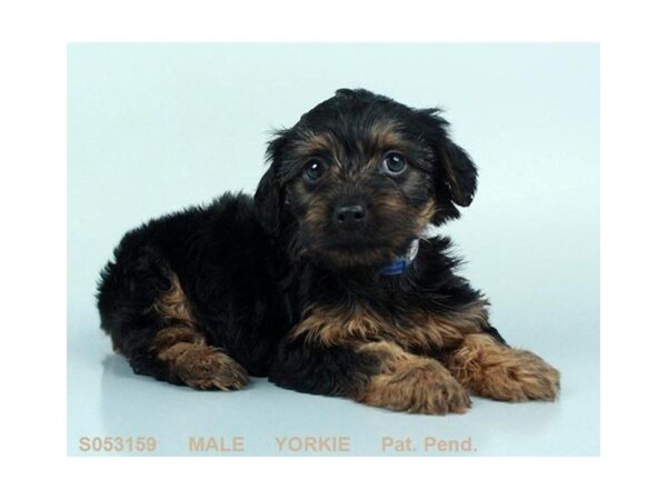 Yorkshire Terrier-DOG-Male-BLK & TN-661-Petland Grove City