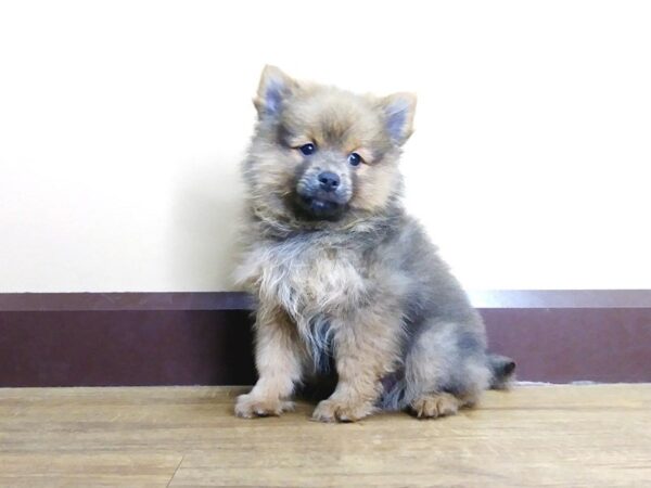 Pomeranian DOG Female WLF SBL 670 Petland Grove City & Columbus, Ohio