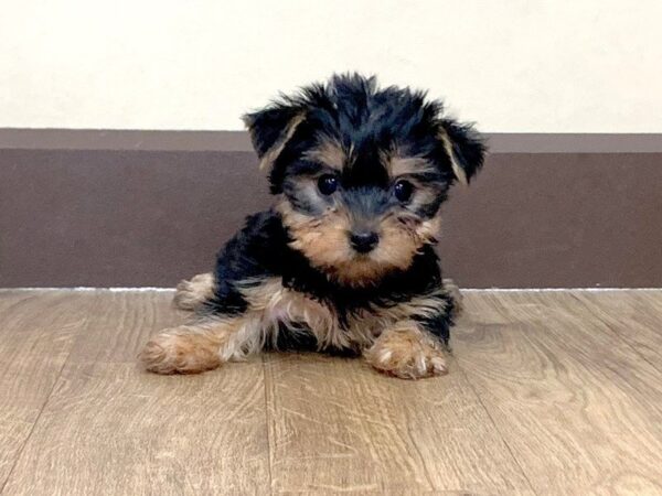 Yorkshire Terrier-DOG-Female-BLK & GLD-671-Petland Grove City