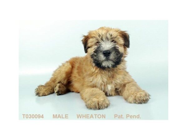 Soft Coated Wheaten DOG Male WHTN 678 Petland Grove City & Columbus, Ohio