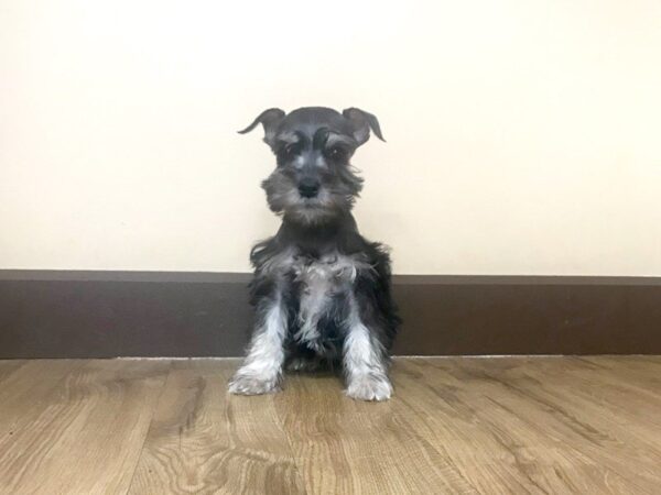 Miniature Schnauzer-DOG-Female-BLK & SLVR-677-Petland Grove City & Columbus, Ohio