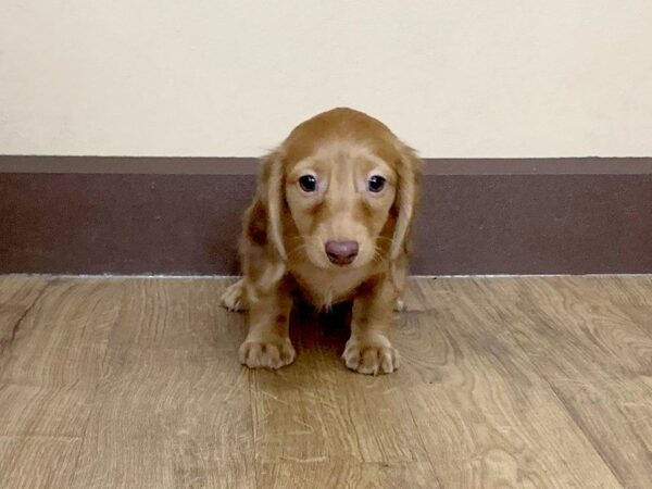 Dachshund-DOG-Male--680-Petland Grove City