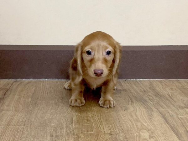 Dachshund DOG Male 680 Petland Grove City & Columbus, Ohio