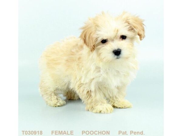 Poochon DOG Female CR 683 Petland Grove City & Columbus, Ohio