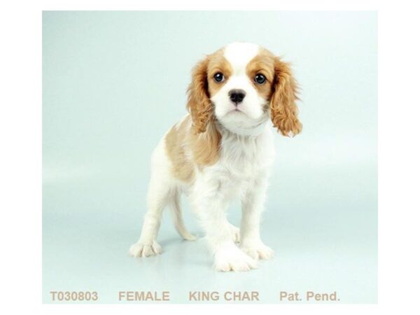 Cavalier King Charles DOG Female BHEIM 684 Petland Grove City & Columbus, Ohio