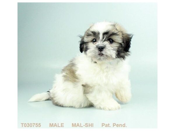 Mal-Shi-DOG-Male-SLVR:WH MKGS-685-Petland Grove City & Columbus, Ohio