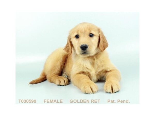 Golden Retriever-DOG-Female-GLDN-686-Petland Grove City