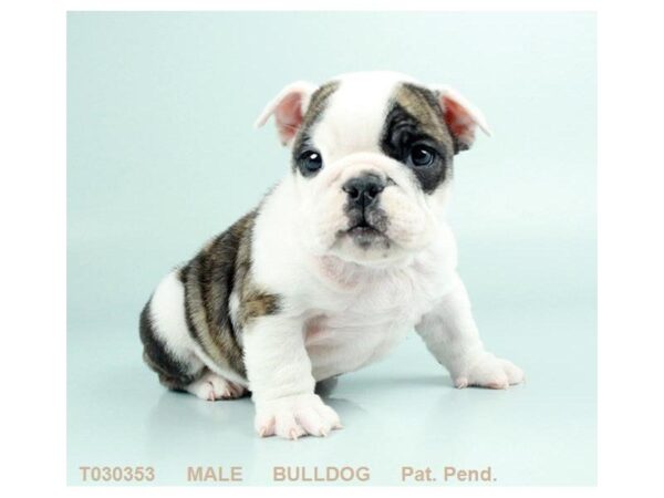 English Bulldog DOG Male FN & BRDL:WH MKGS 687 Petland Grove City & Columbus, Ohio