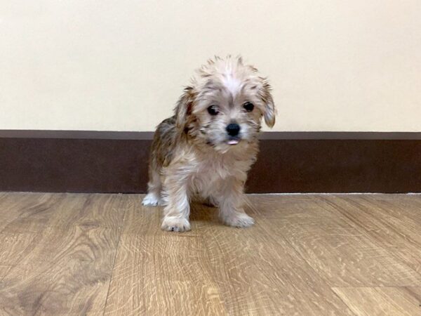 Morkie-DOG-Female-Beige-682-Petland Grove City