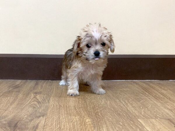 Morkie DOG Female Beige 682 Petland Grove City & Columbus, Ohio