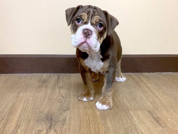 Olde English Bulldog Puppy Chocolate Tri ID 688 Located at Petland