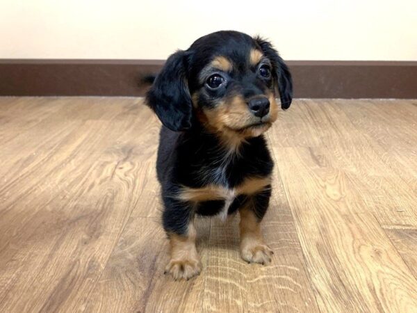 Chiweenie DOG Male BLK & TN 689 Petland Grove City & Columbus, Ohio