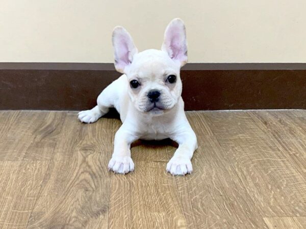 French Bulldog DOG Male CR 691 Petland Grove City & Columbus, Ohio