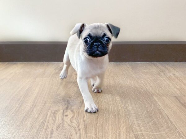 Pug-DOG-Female-fawn-692-Petland Grove City