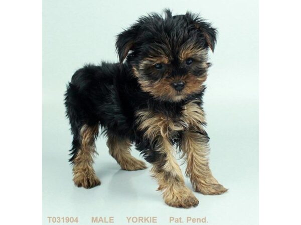 Yorkshire Terrier-DOG-Male-BLK & TN-698-Petland Grove City