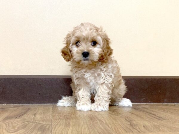 Cavapoo DOG Male CR 697 Petland Grove City & Columbus, Ohio