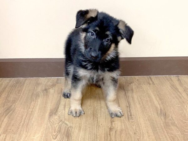 German Shepherd DOG Male Black & Tan 693 Petland Grove City & Columbus, Ohio