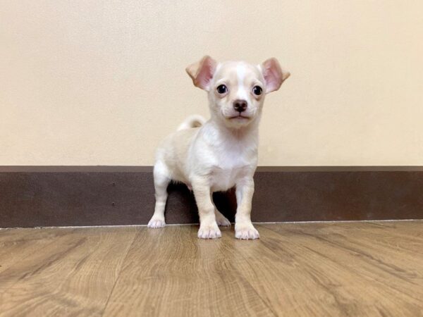 Chihuahua DOG Male CR 696 Petland Grove City & Columbus, Ohio