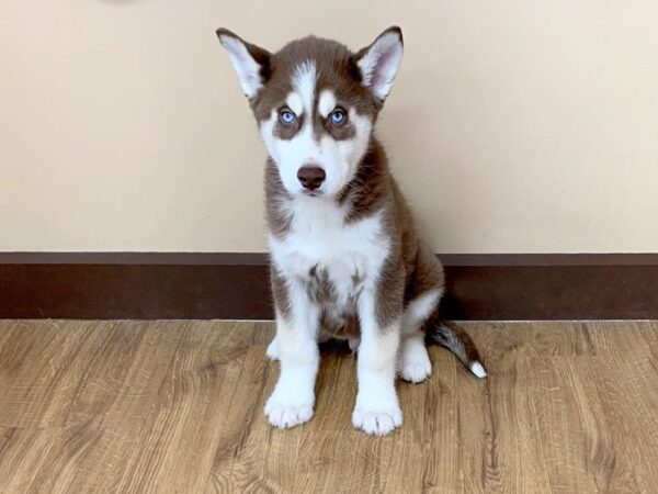 Siberian Husky-DOG-Male-RD & WH-695-Petland Grove City