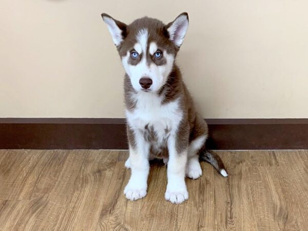 Siberian Husky-DOG-Male-RD & WH-695-Petland Grove City & Columbus, Ohio