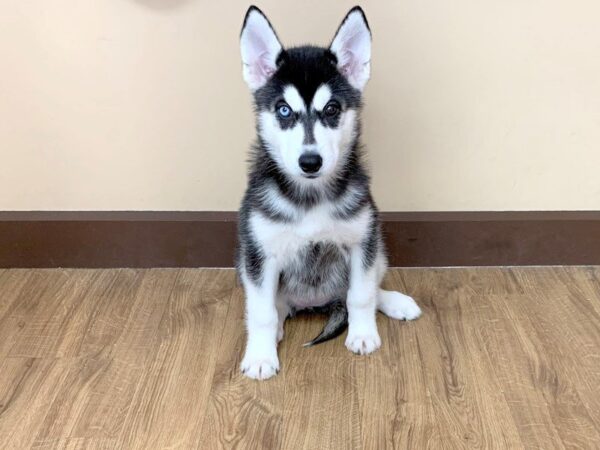 Siberian Husky-DOG-Female-BLK & WH-694-Petland Grove City
