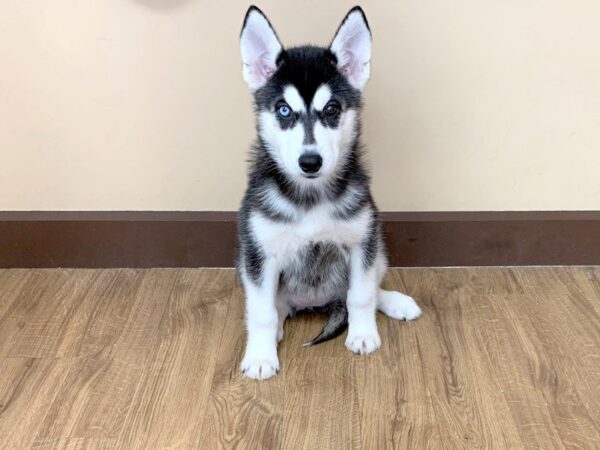 Siberian Husky DOG Female BLK & WH 694 Petland Grove City & Columbus, Ohio