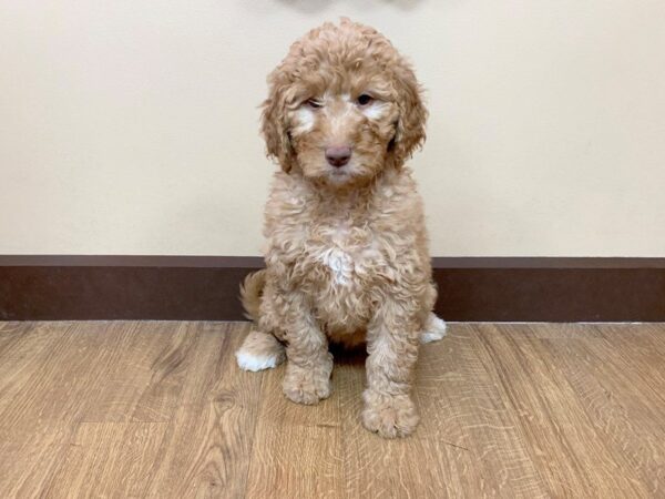 Goldendoodle DOG Female GLDN 699 Petland Grove City & Columbus, Ohio