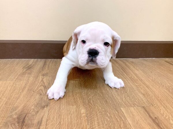 English Bulldog-DOG-Male-RD:WH MKGS-700-Petland Grove City