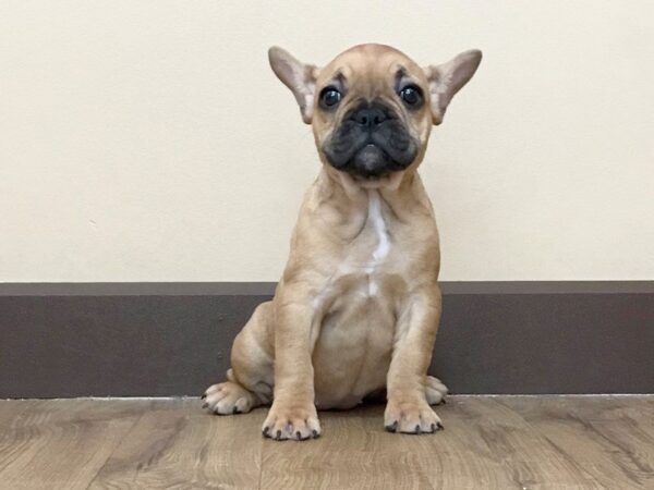 French Bulldog DOG Female FN 704 Petland Grove City & Columbus, Ohio