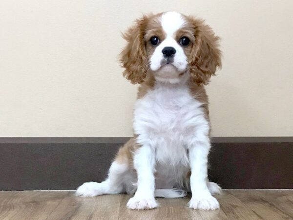 Cavalier King Charles DOG Female BHEIM 702 Petland Grove City & Columbus, Ohio