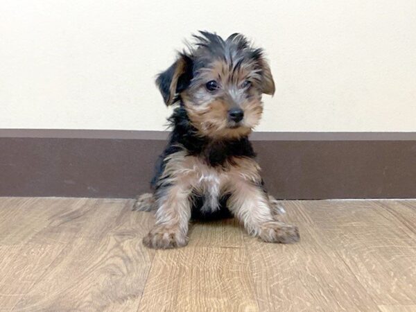 Yo-Chon DOG Female BLK & TN 706 Petland Grove City