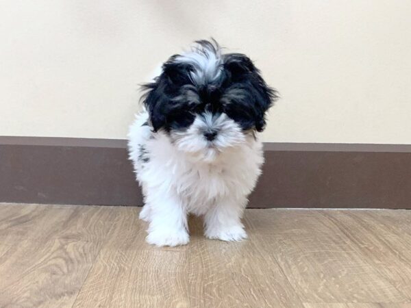 Mal-Shi-DOG-Female-BLK & WH-705-Petland Grove City & Columbus, Ohio