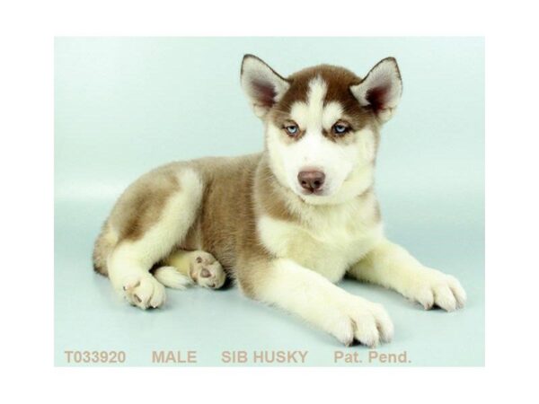 Siberian Husky DOG Male RD & WH 715 Petland Grove City & Columbus, Ohio