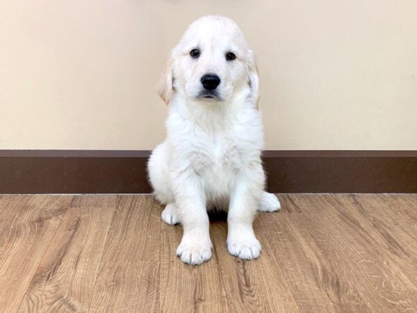 Golden Retriever-DOG-Male-Golden-708-Petland Grove City