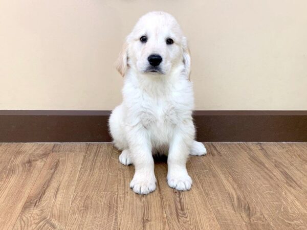 Golden Retriever DOG Male Golden 708 Petland Grove City & Columbus, Ohio