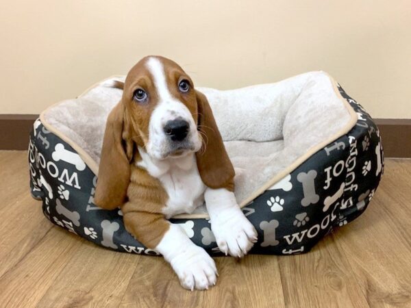 Basset Hound-DOG-Male-Red White-713-Petland Grove City & Columbus, Ohio