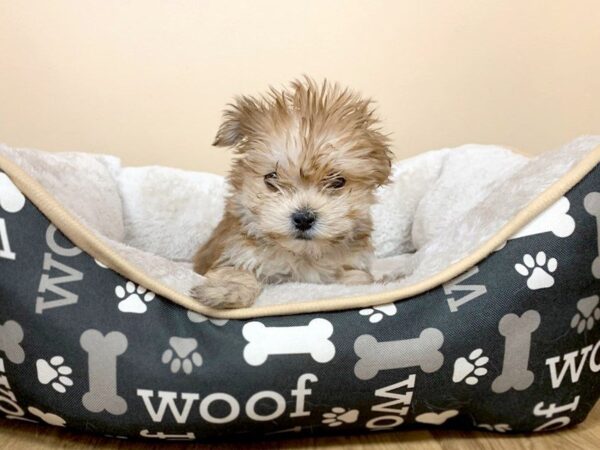 Morkie DOG Female Beige 710 Petland Grove City & Columbus, Ohio